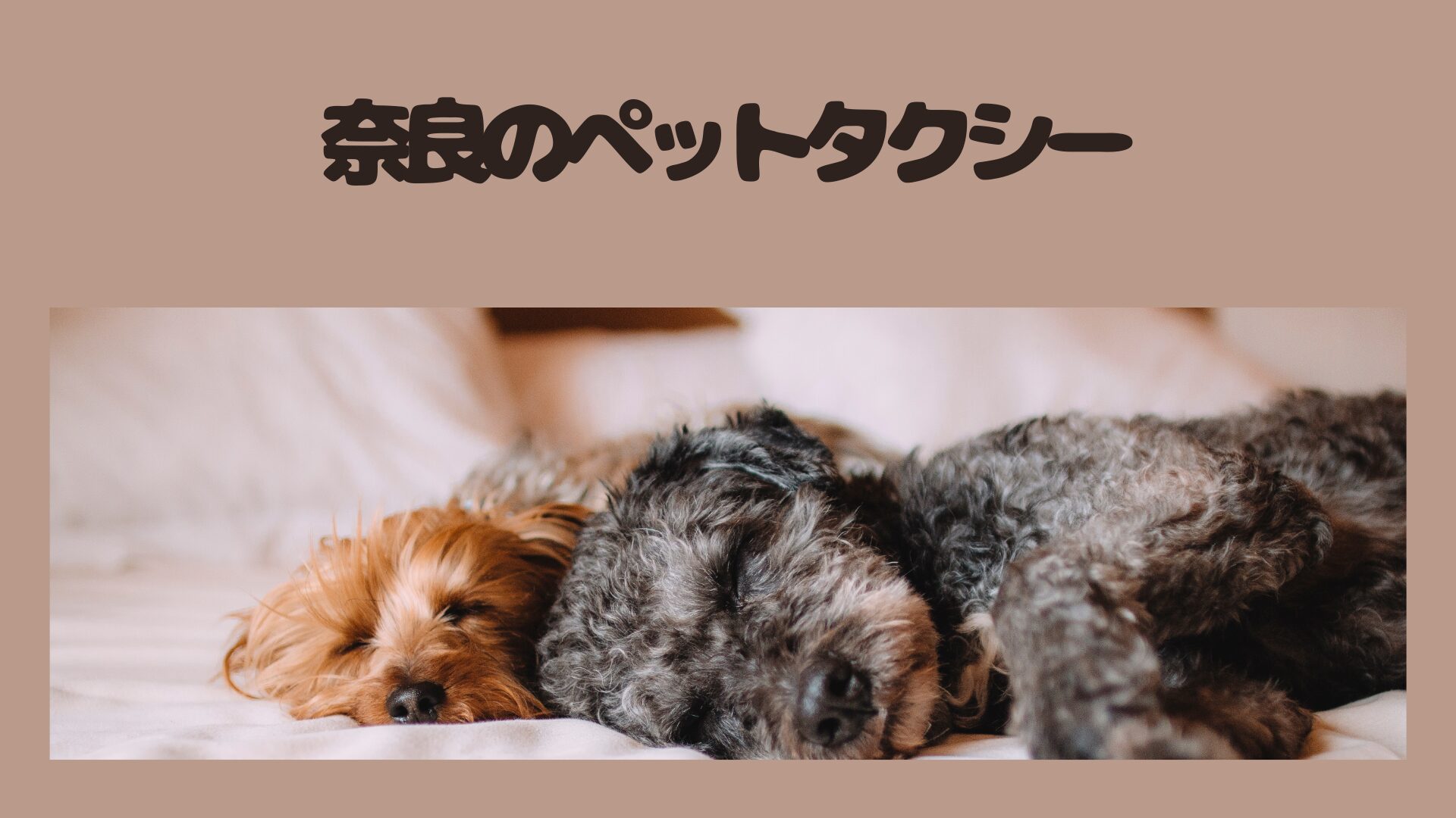 奈良のペットタクシーをご紹介します【3選】