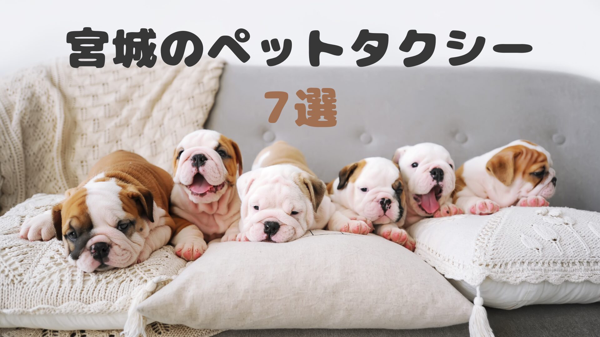 宮城のおすすめのペットタクシー