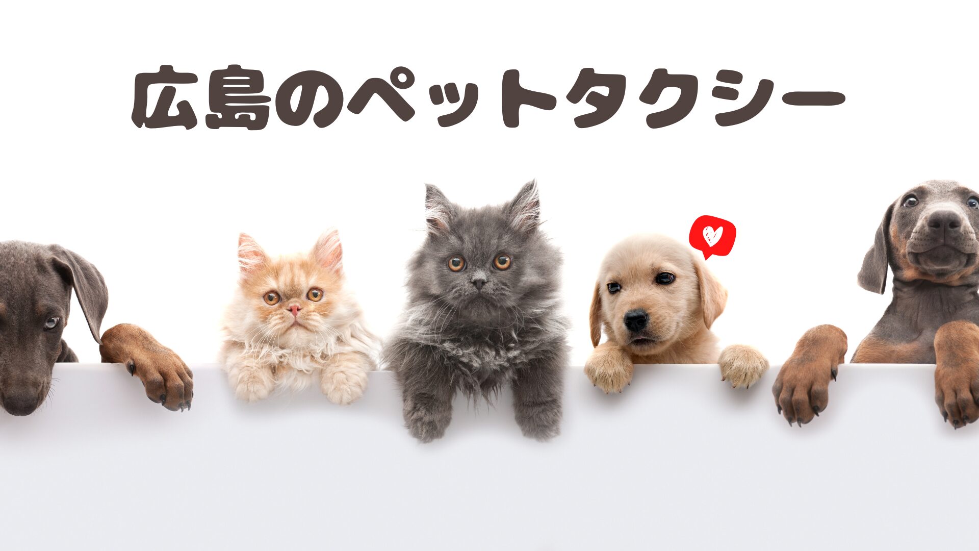 ペットと一緒に乗りたい広島のおすすめペットタクシー【6選】