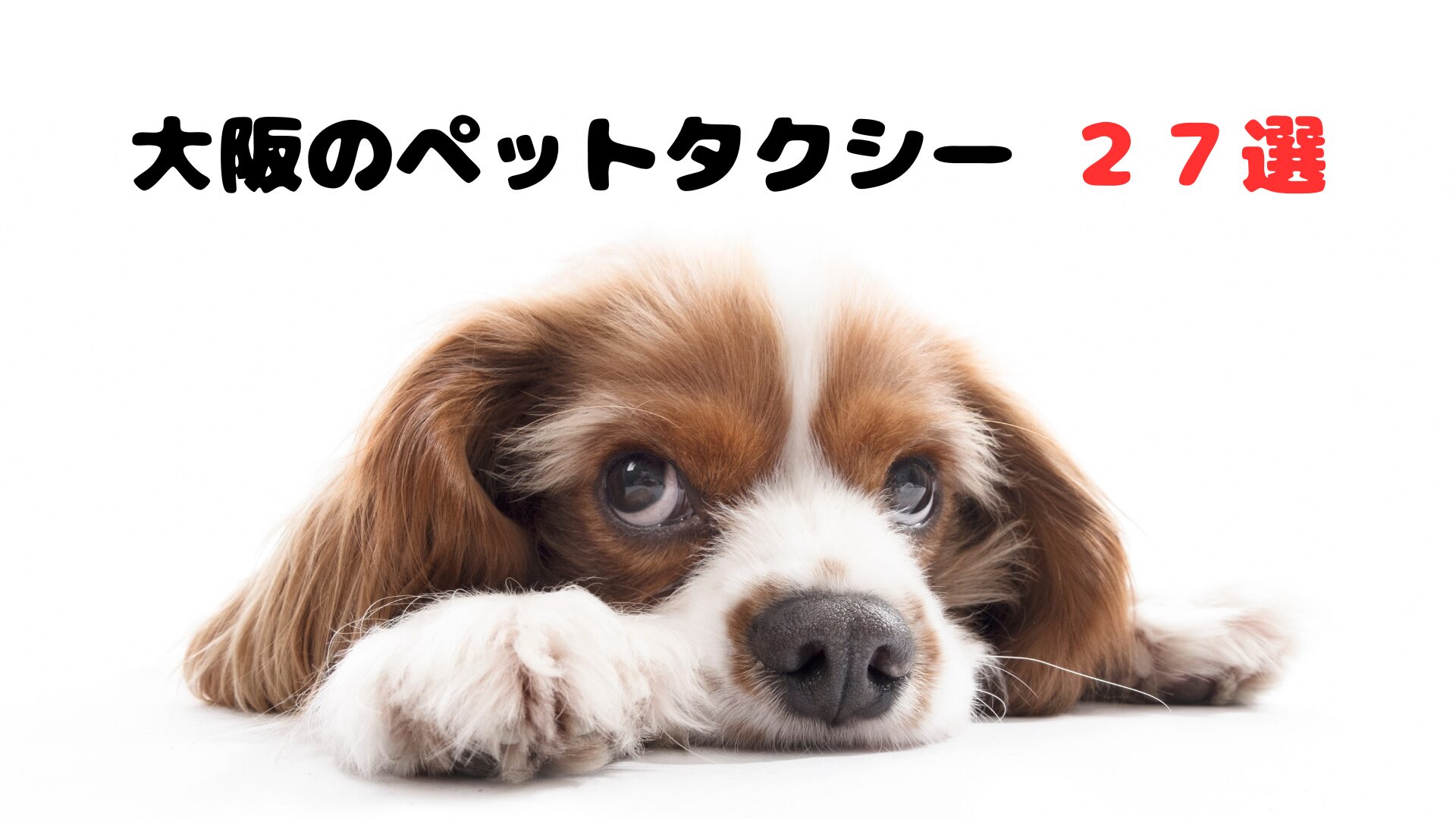大阪のおすすめのペットタクシー