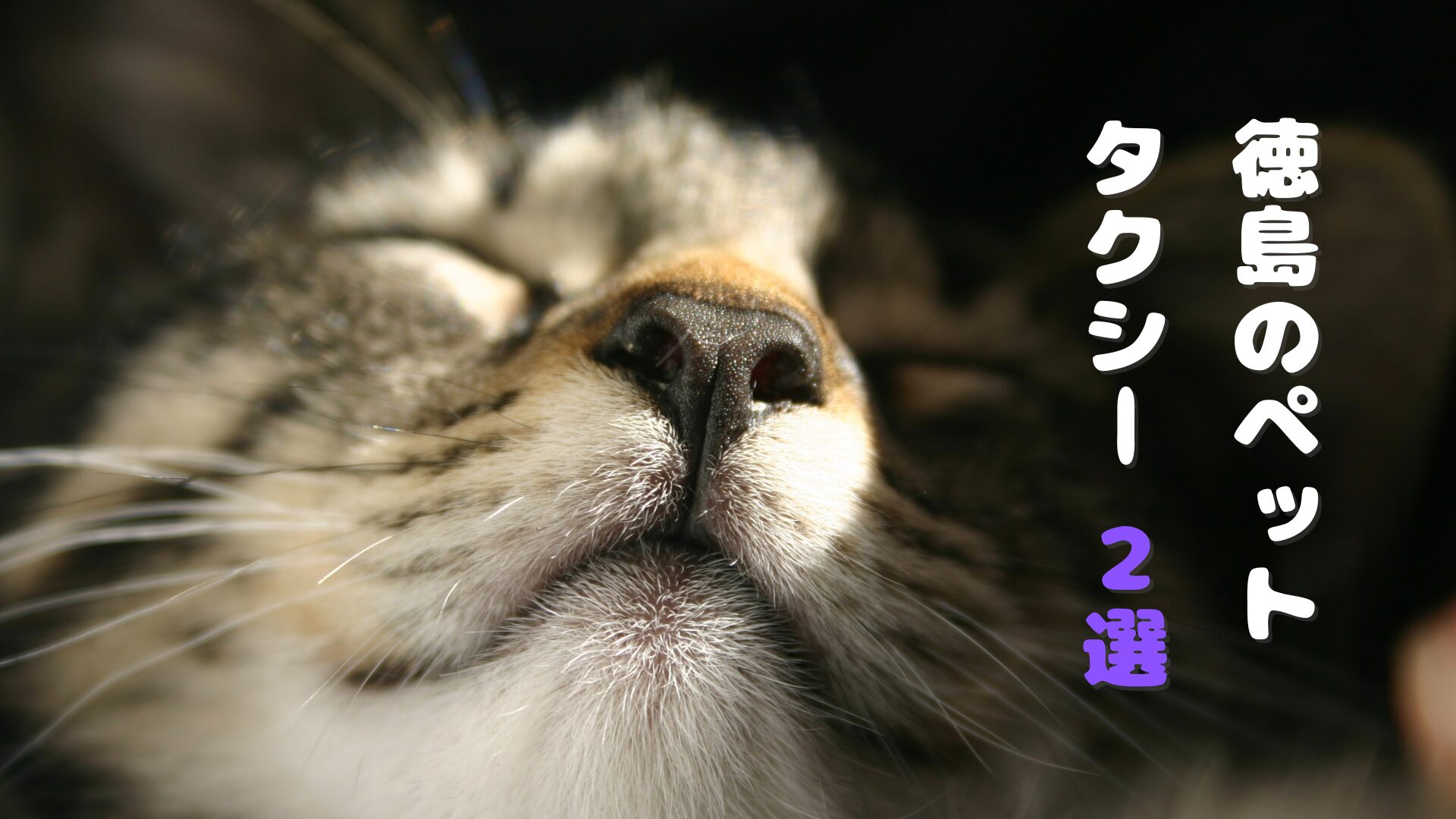 徳島のおすすめのペットタクシー