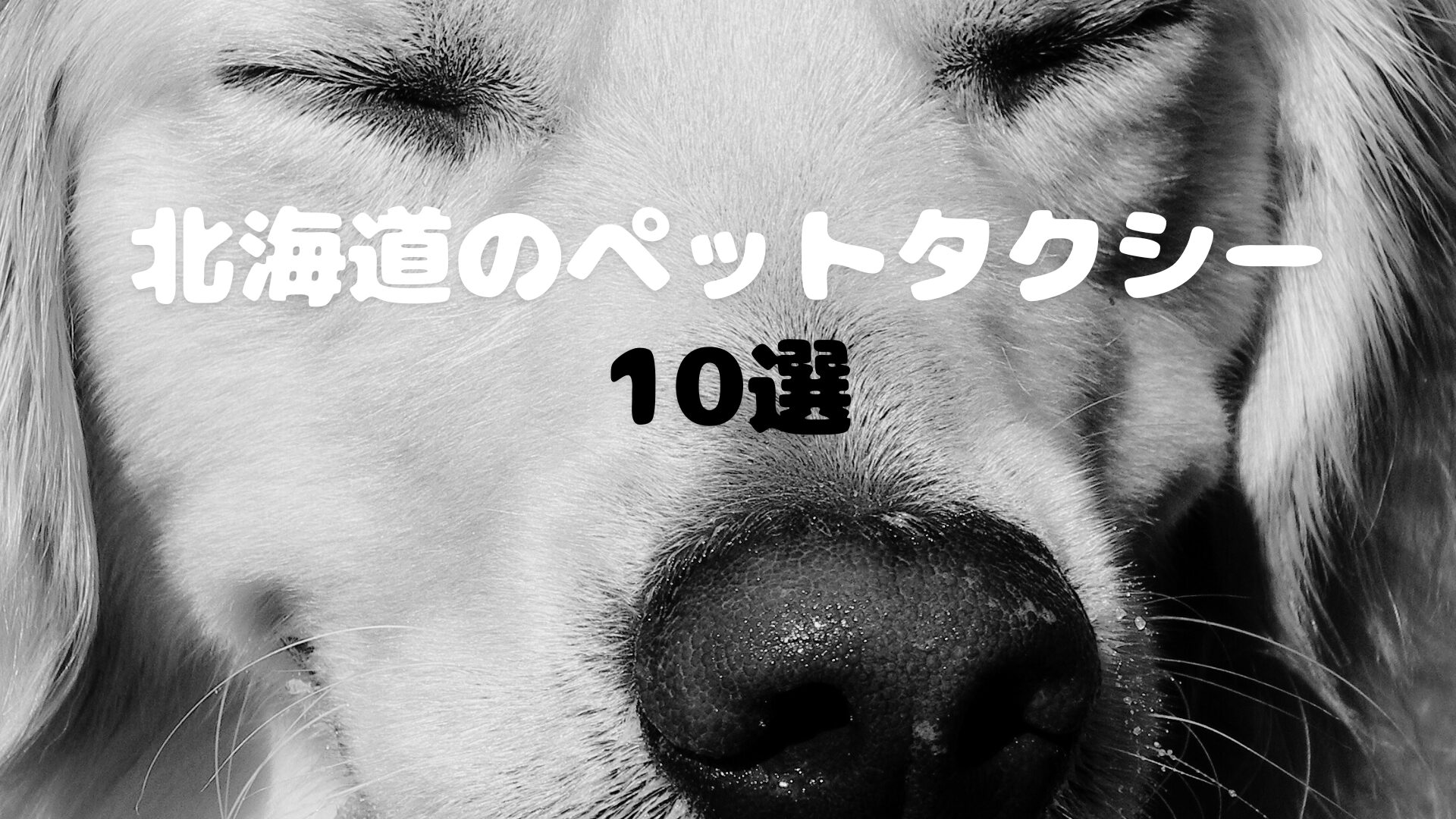 北海道のおすすめのペットタクシー