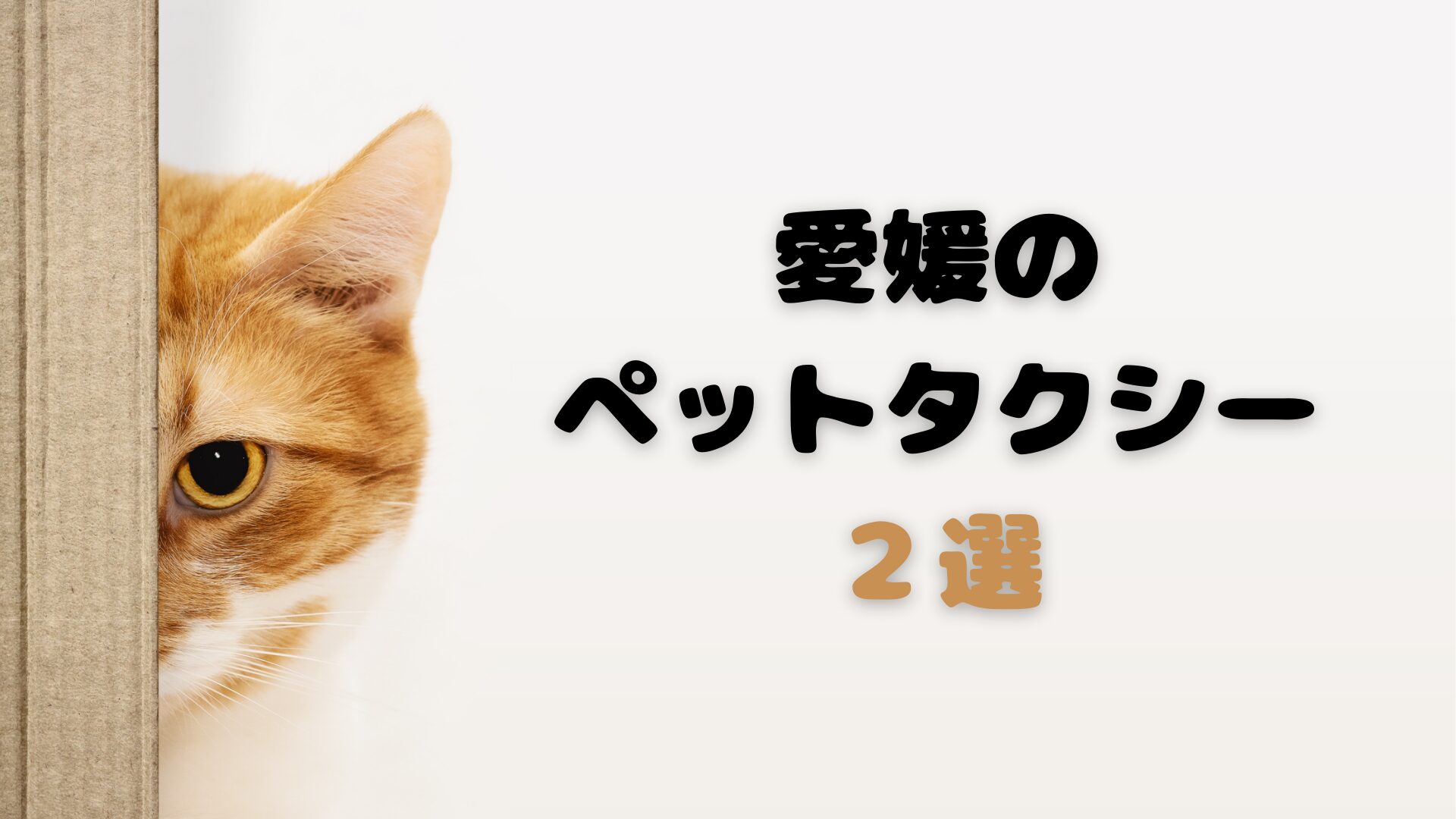 愛媛のおすすめのペットタクシー