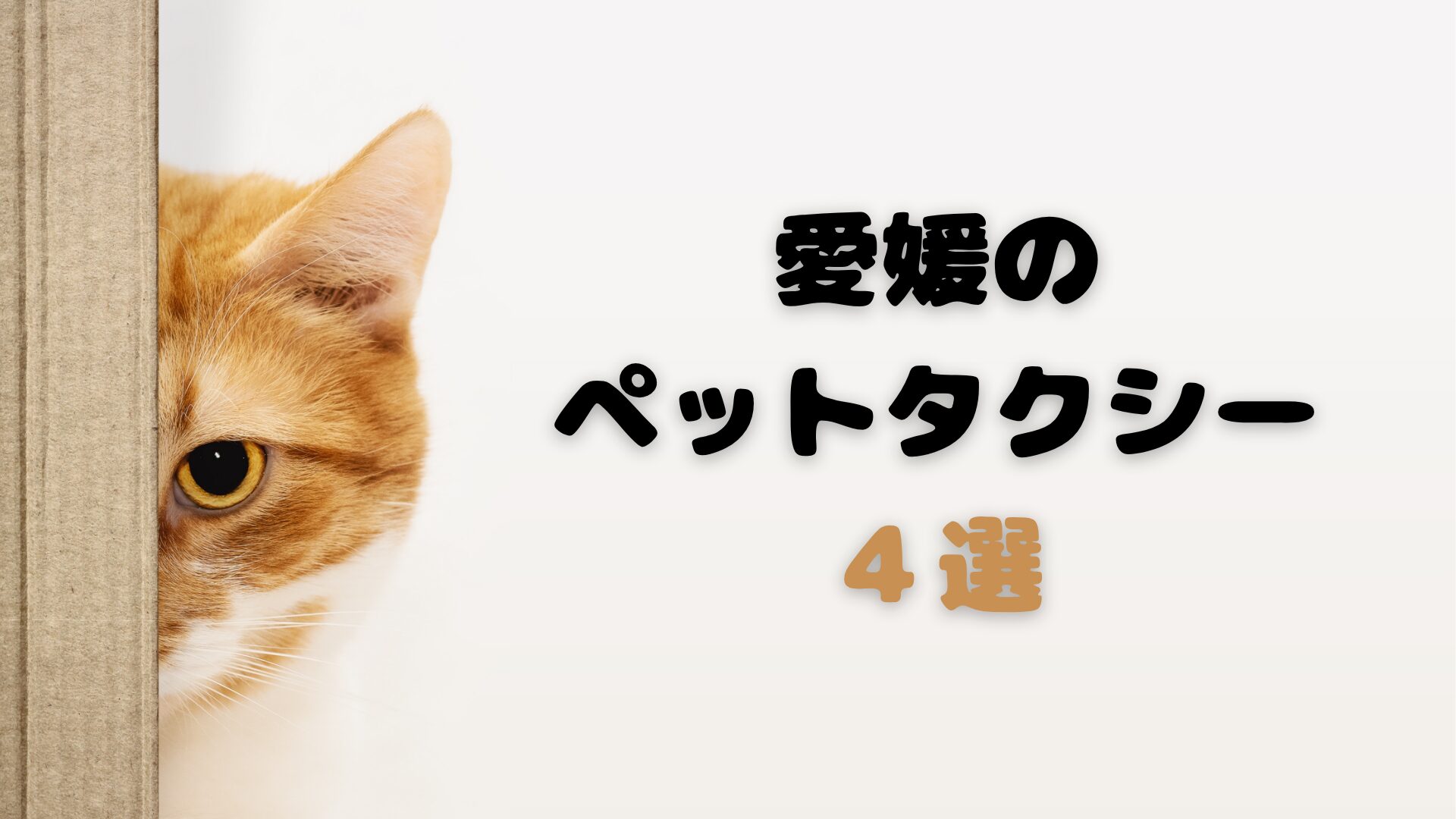愛媛で乗りたいペットタクシーといえばココしかない【4選】