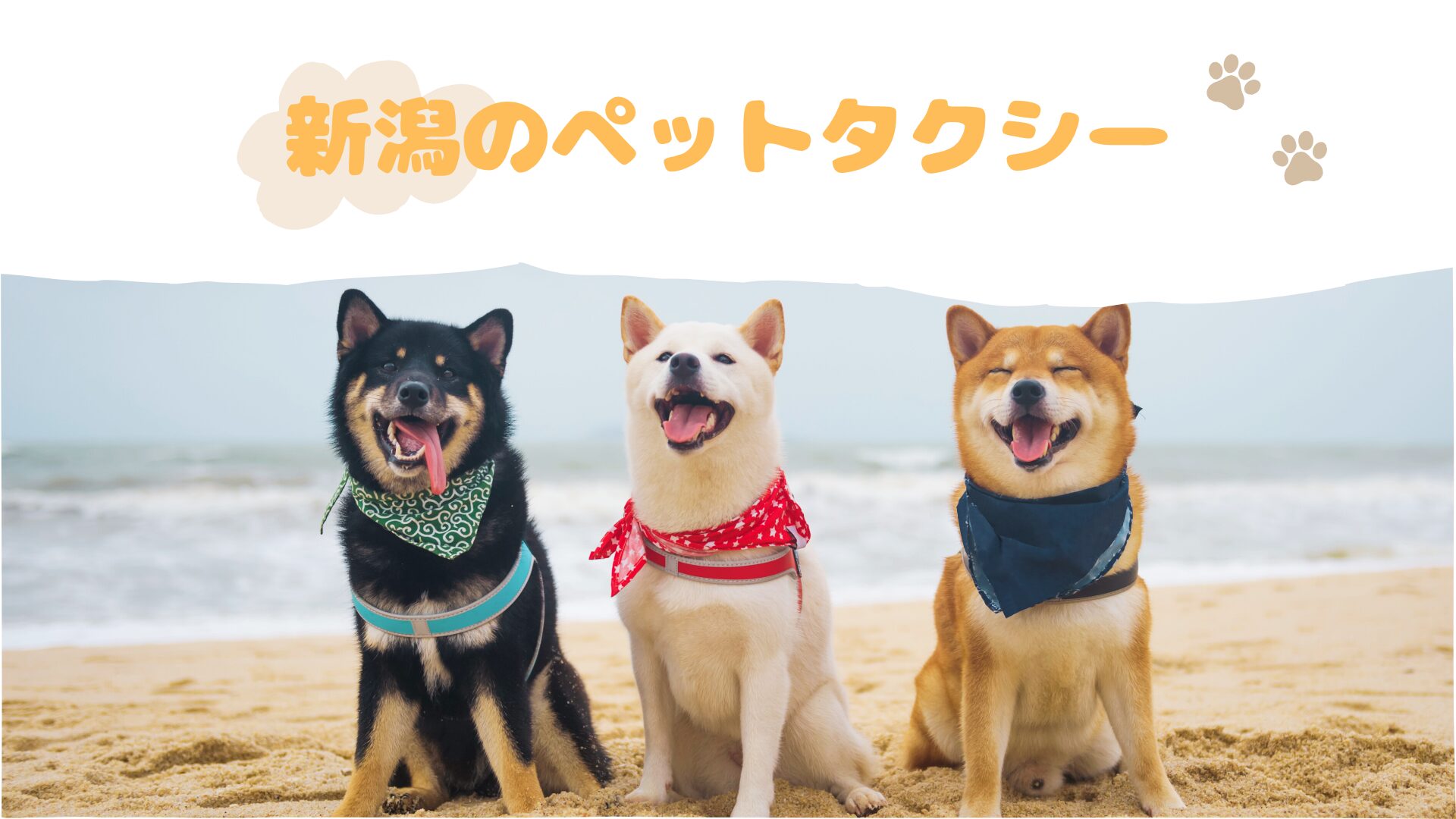 新潟で乗りたいおすすめのペットタクシーをご紹介【6選】