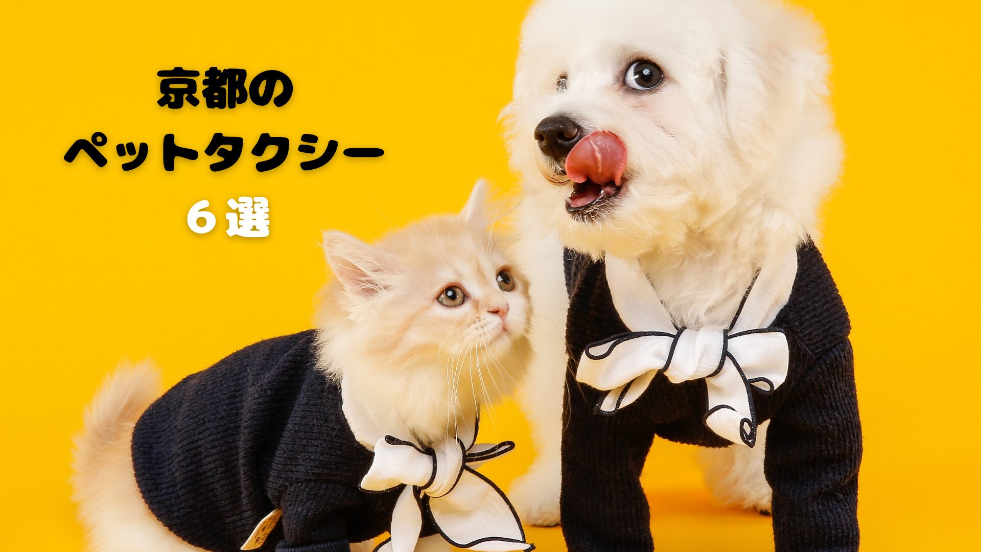 京都のおすすめのペットタクシー