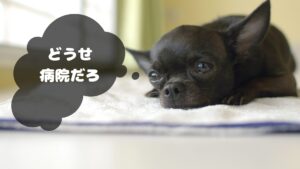 沖縄にペットタクシーは必要かどうか考えたい【考察】