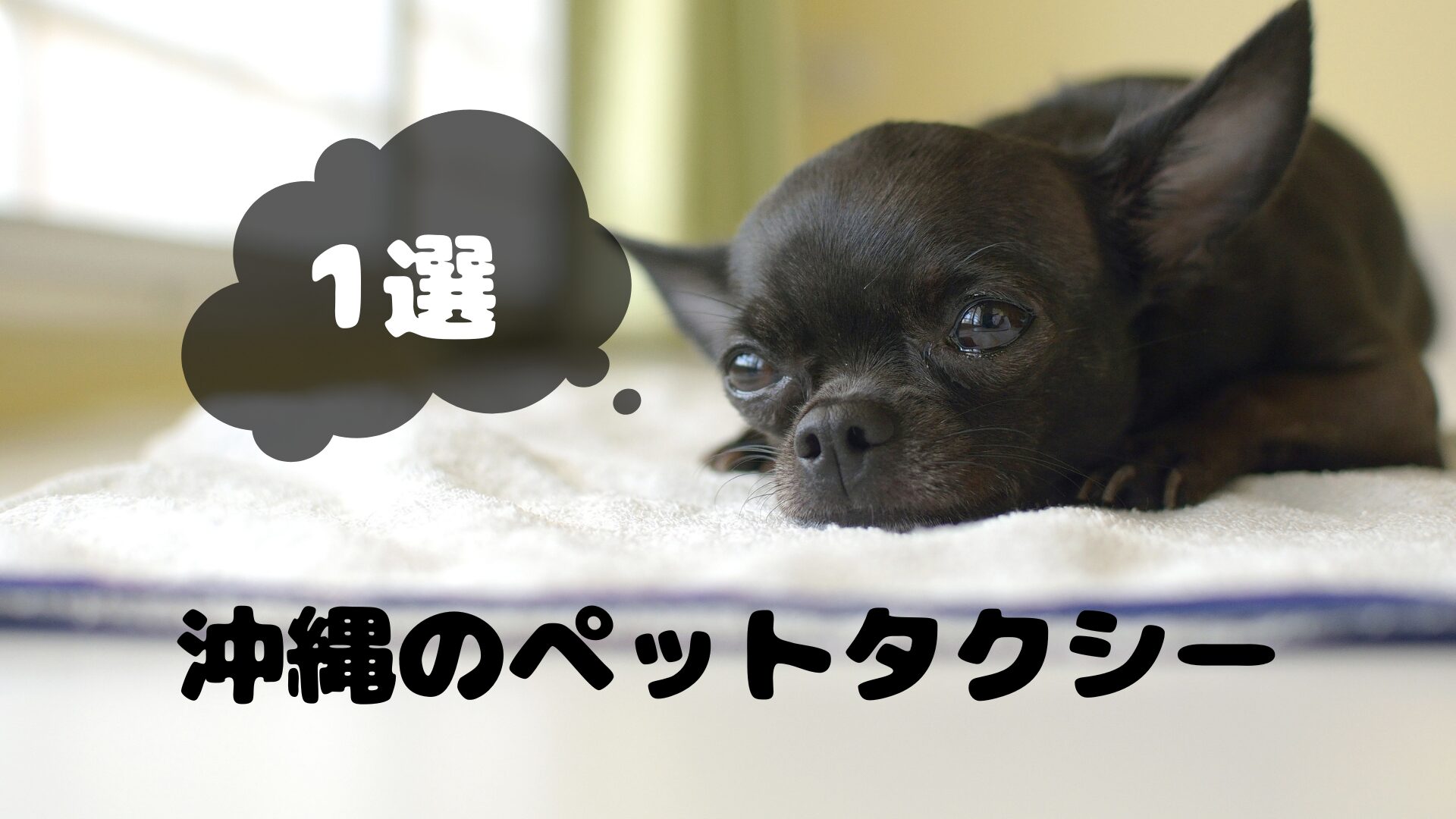 沖縄のおすすめのペットタクシー