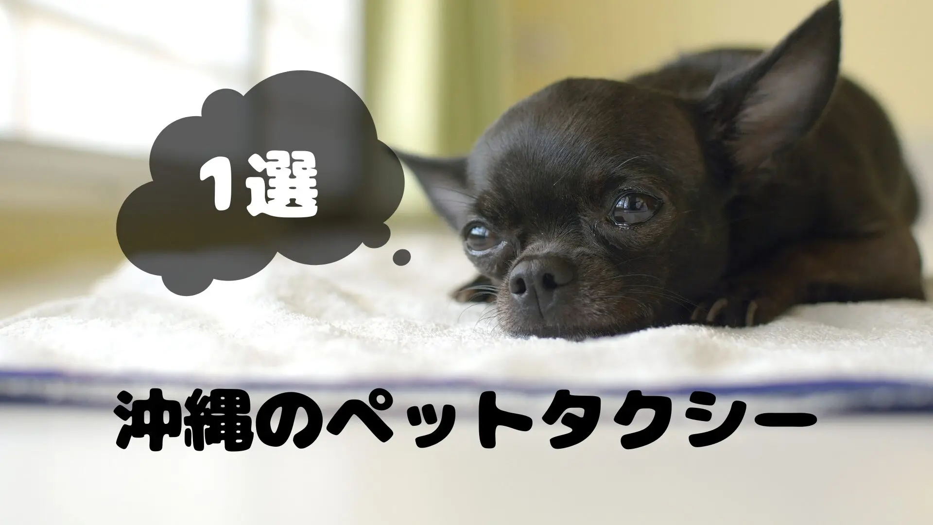 沖縄のおすすめのペットタクシー