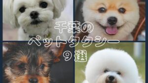 千葉のおすすめのペットタクシー