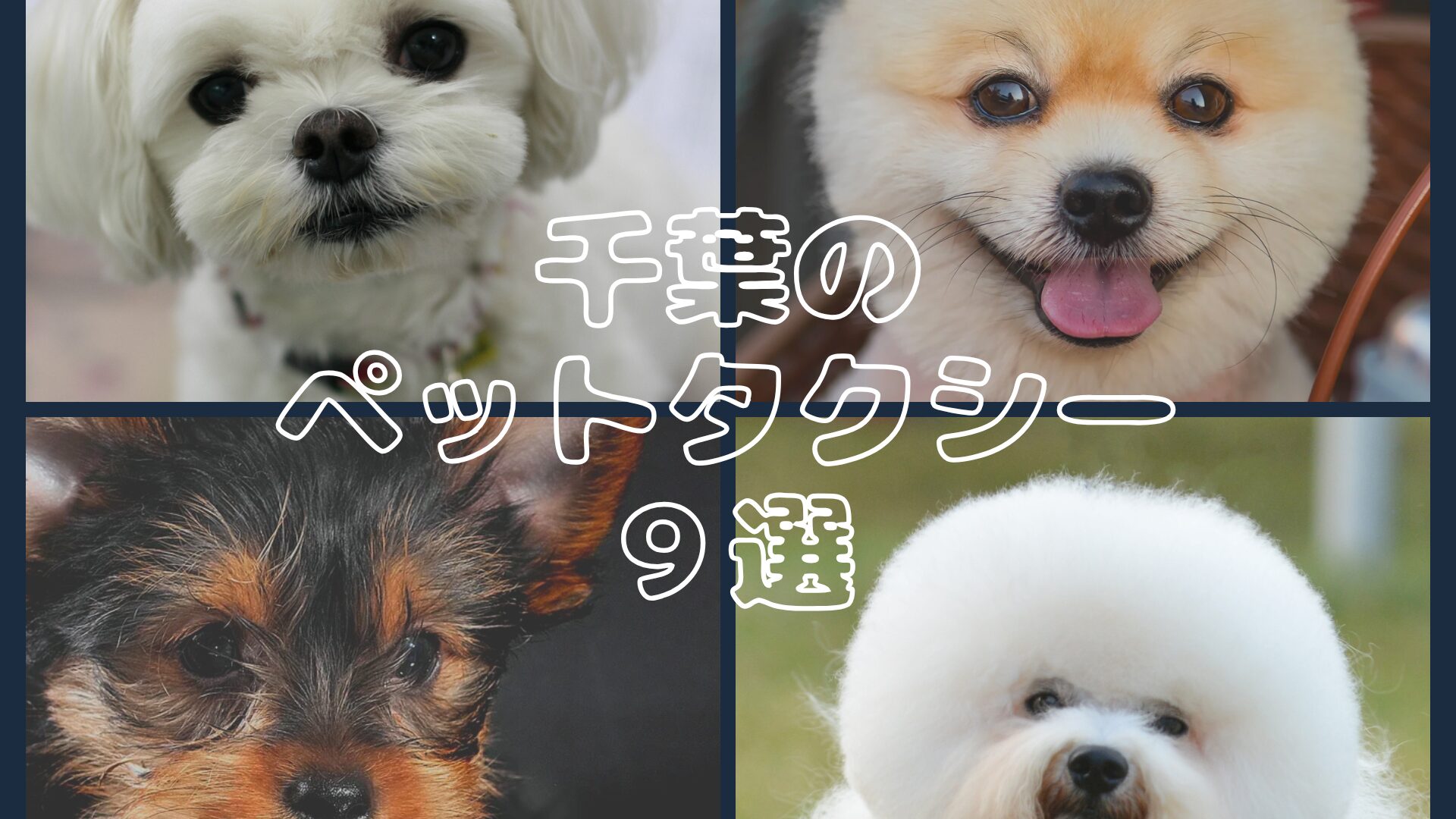 千葉のおすすめのペットタクシー