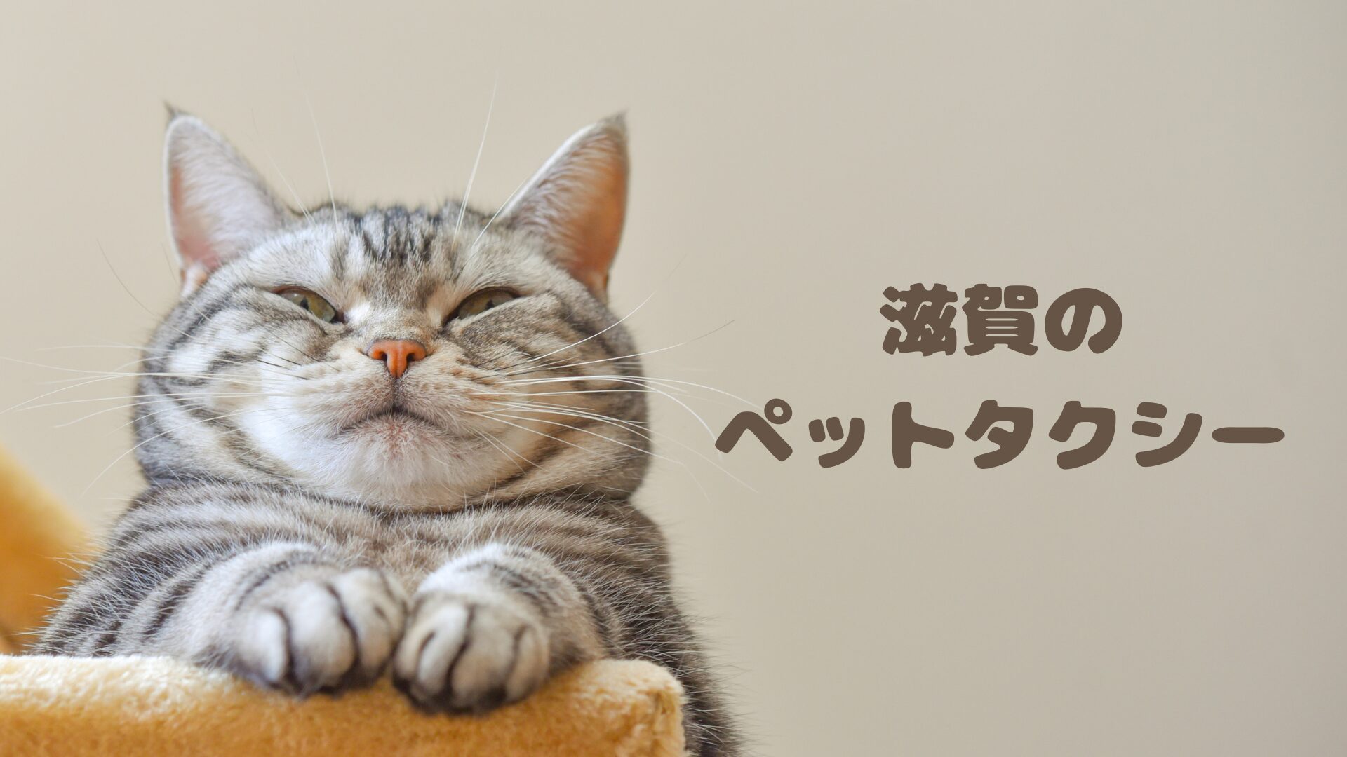 滋賀県で営業しているおすすめのペットタクシー【2選】