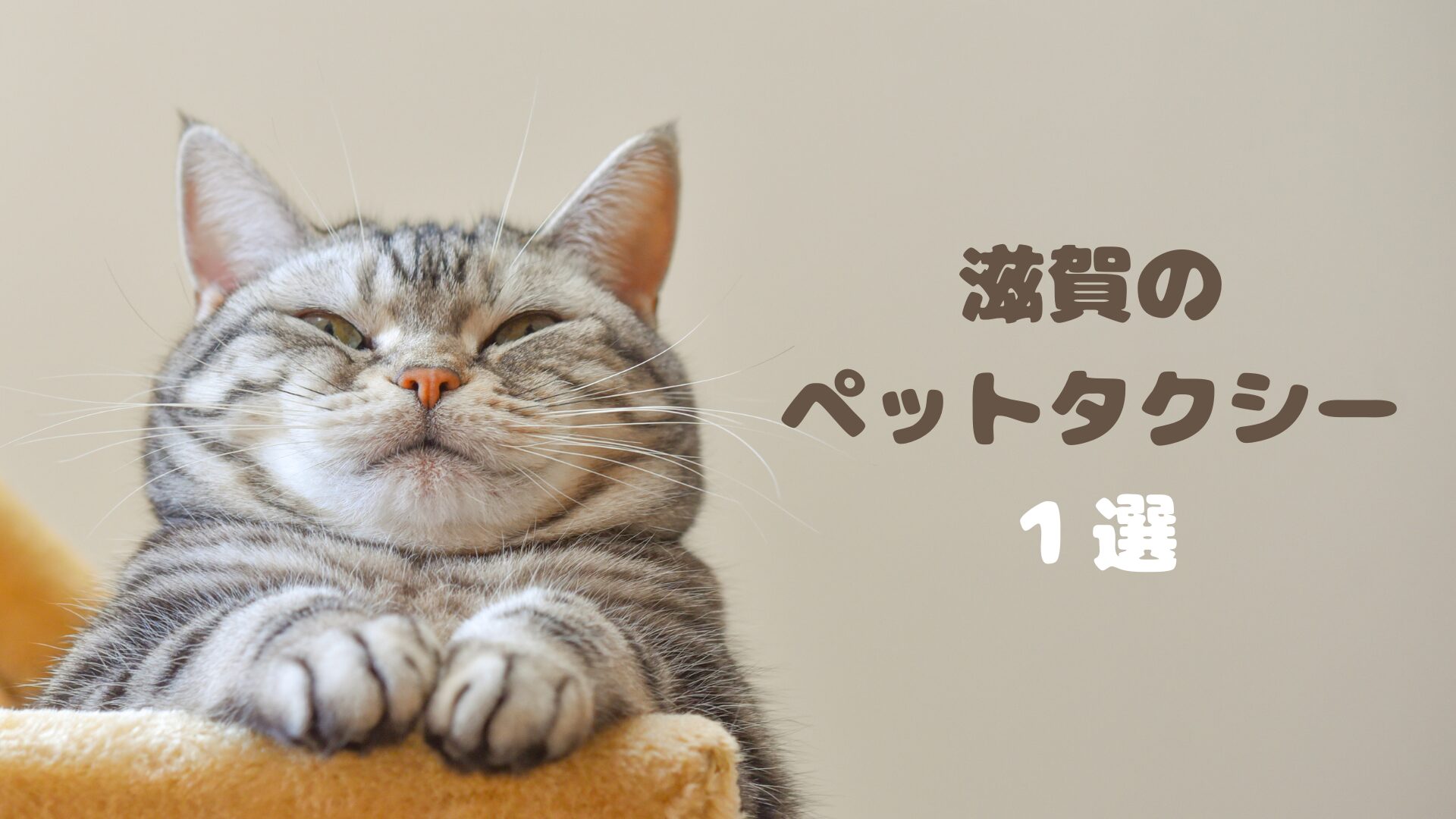 滋賀県で営業しているおすすめのペットタクシー【1選】