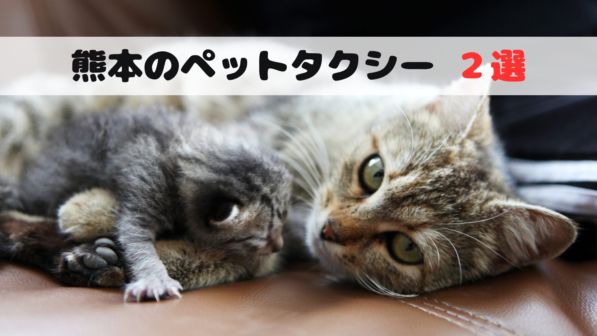 熊本のおすすめのペットタクシー