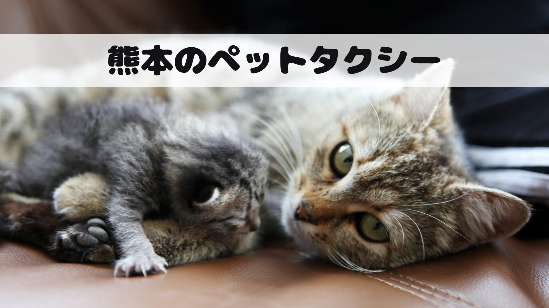 熊本にもペットタクシーありました【2選】