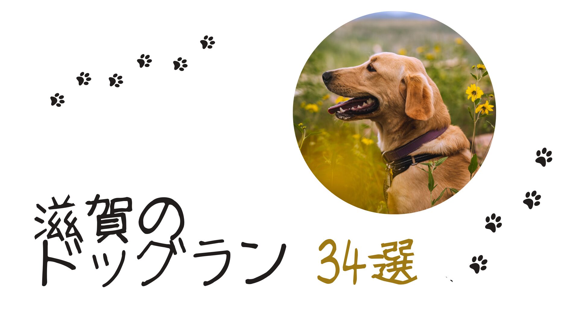 琵琶湖の水止めたろかで有名な滋賀のおすすめドッグラン【34選】