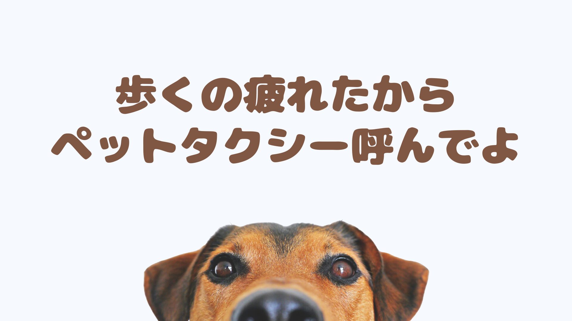 福井のおすすめのペットタクシー
