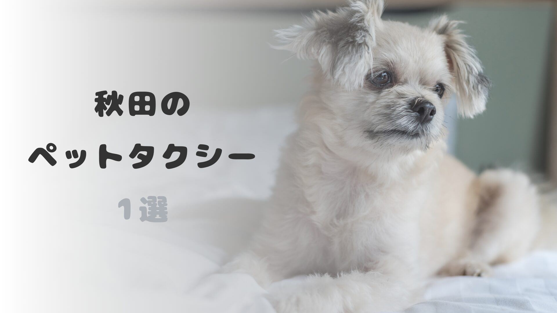 秋田のおすすめのペットタクシー