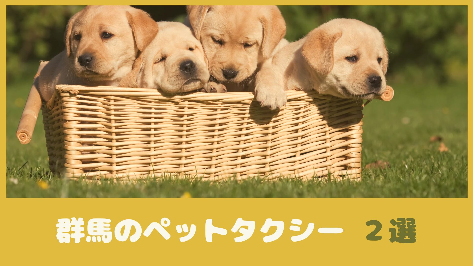 群馬のおすすめのペットタクシー