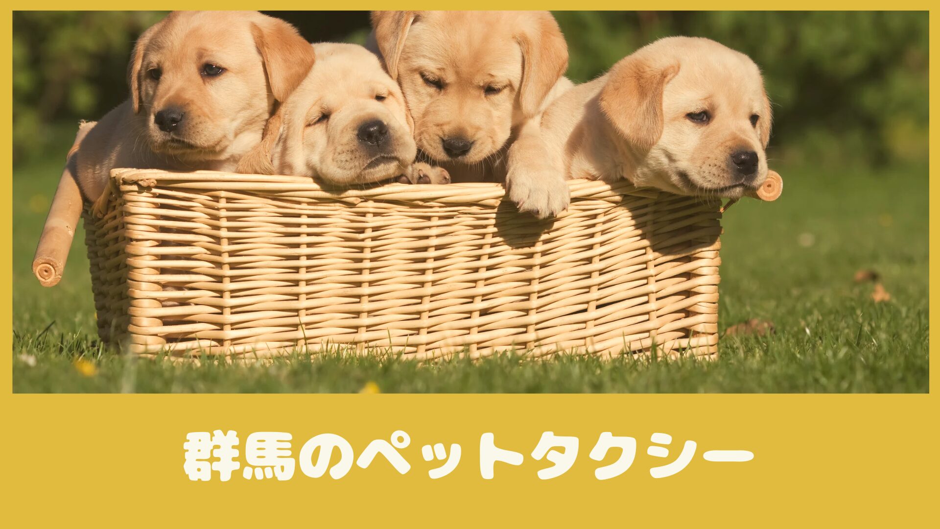 群馬でも乗りたいおすすめのペットタクシー【2選】