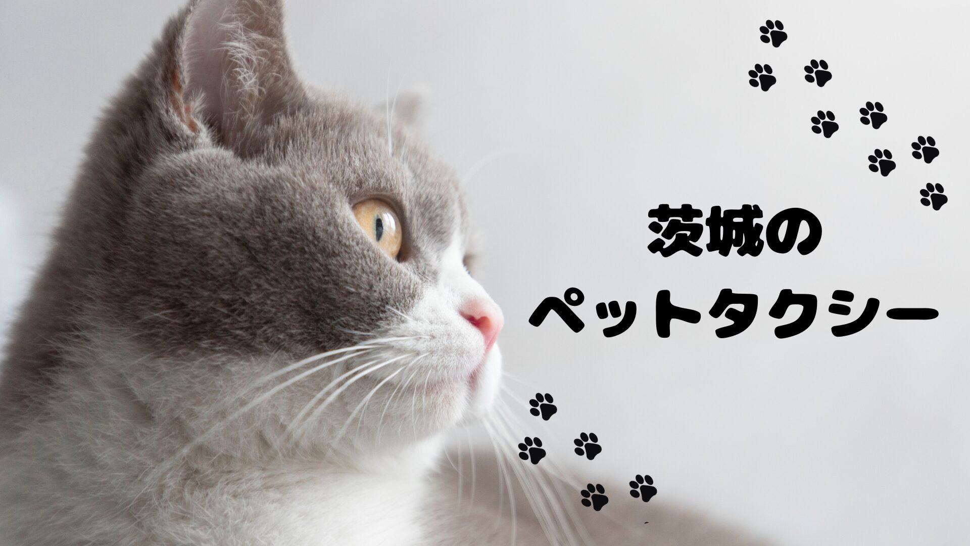 茨城にもおすすめのペットタクシーはありますよ【3選】