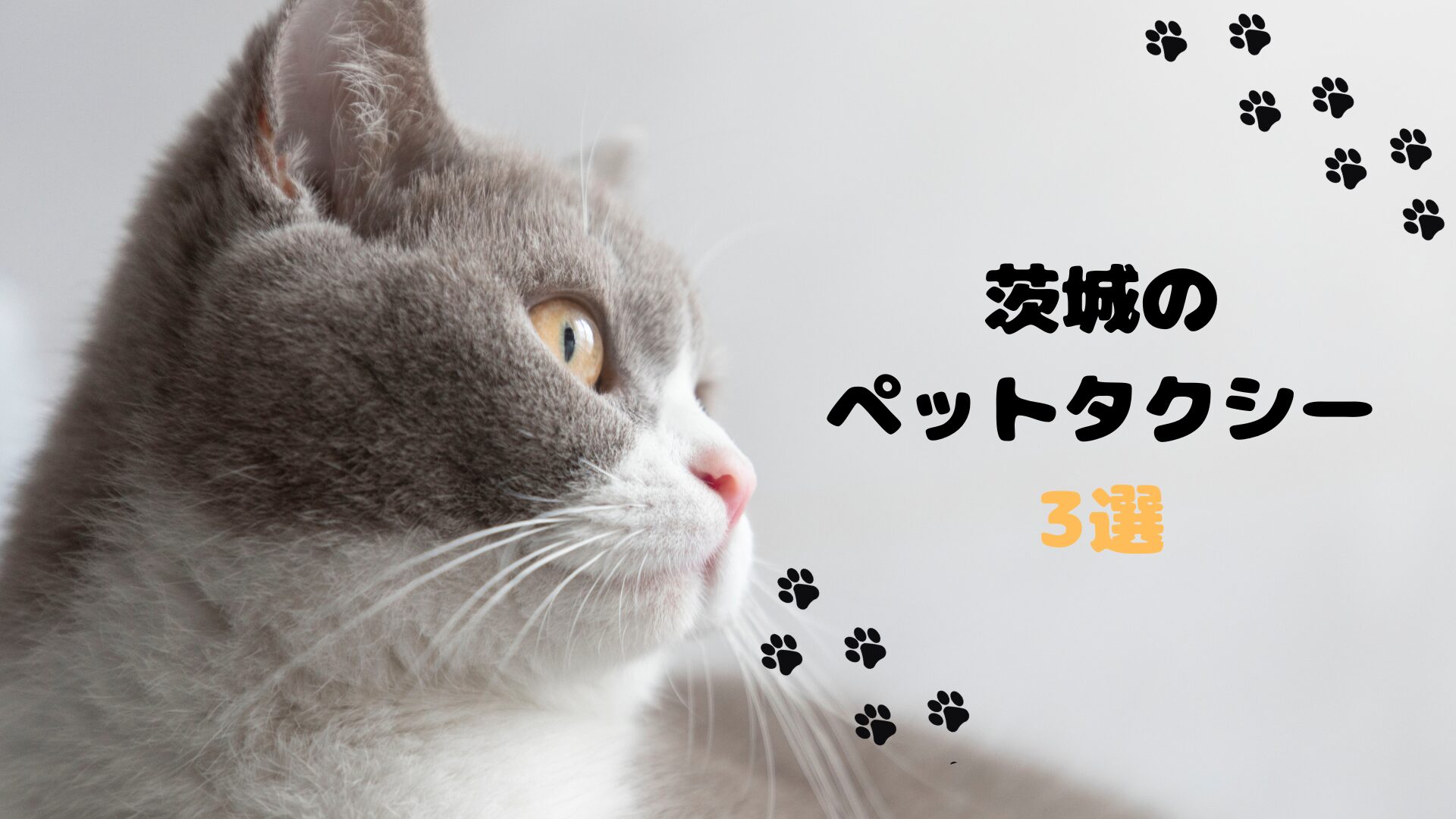 茨城のおすすめのペットタクシー