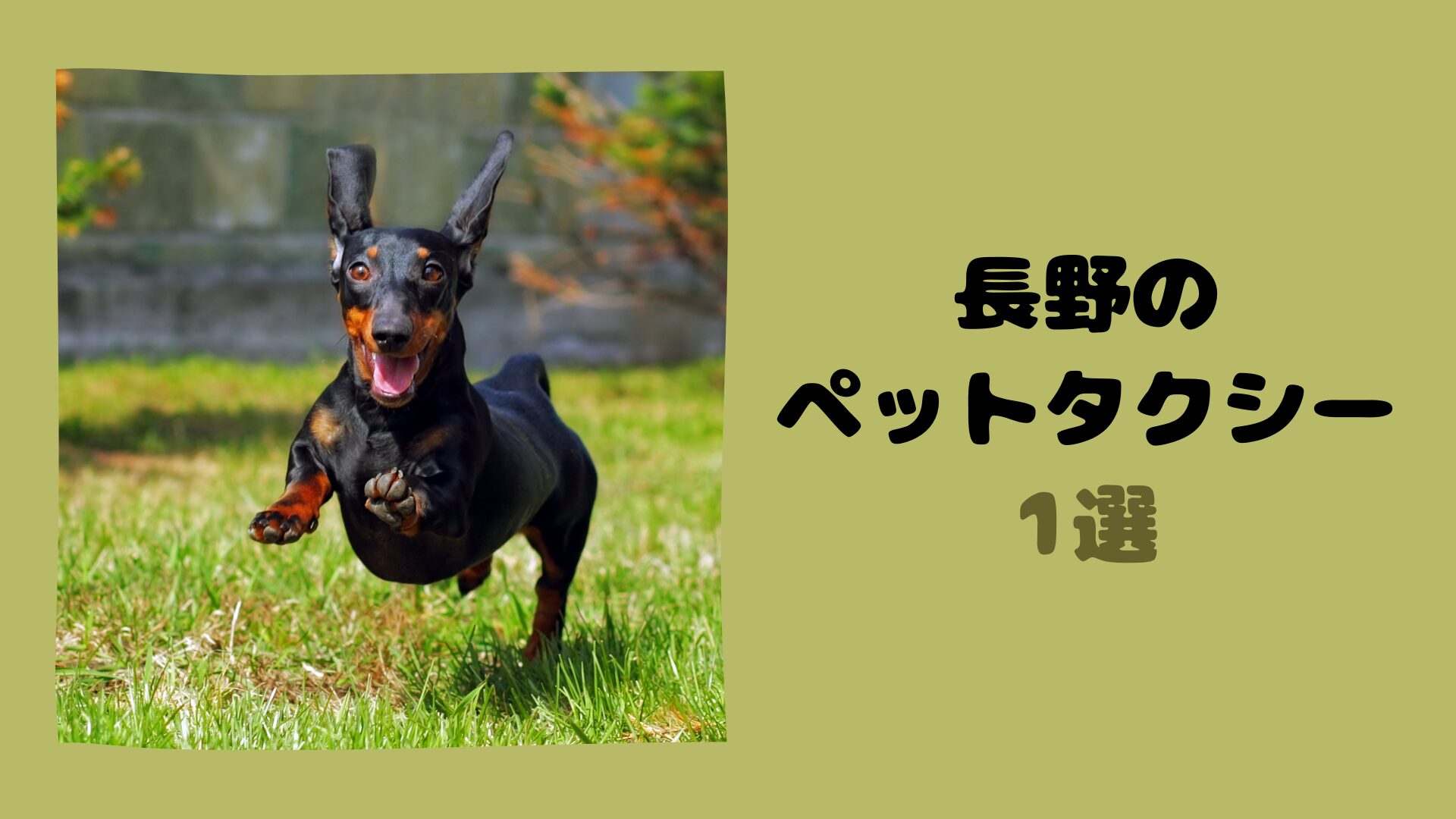 長野のおすすめのペットタクシー