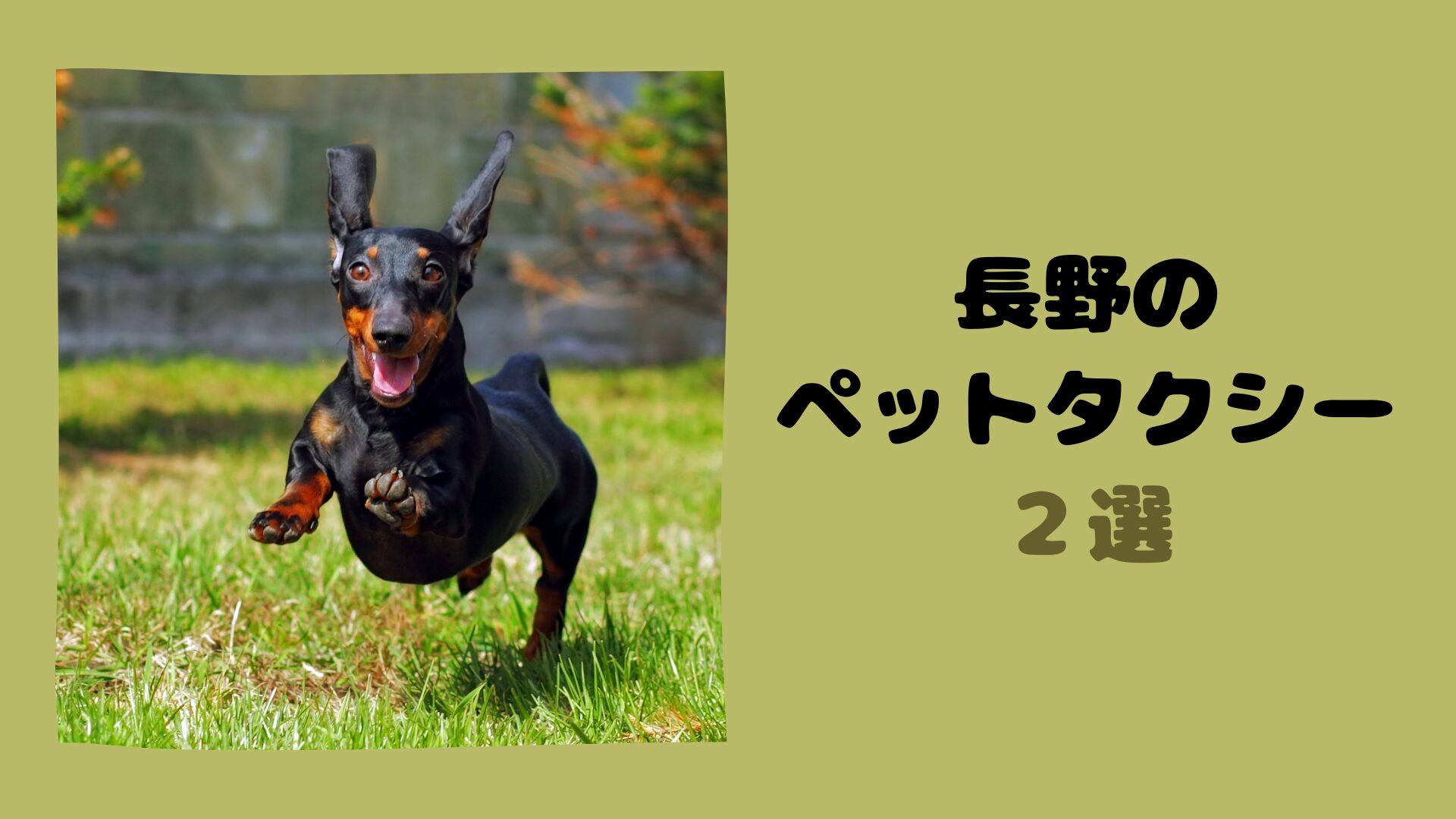 長野のペットタクシーといえばココしかない！【2選】