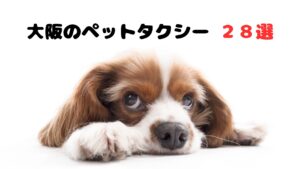 電話したらすぐ来るせっかちな大阪のペットタクシー【28選】