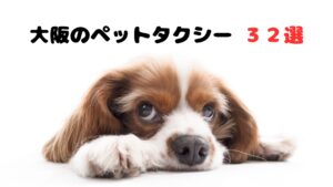 電話したらすぐ来るせっかちな大阪のペットタクシー【32選】