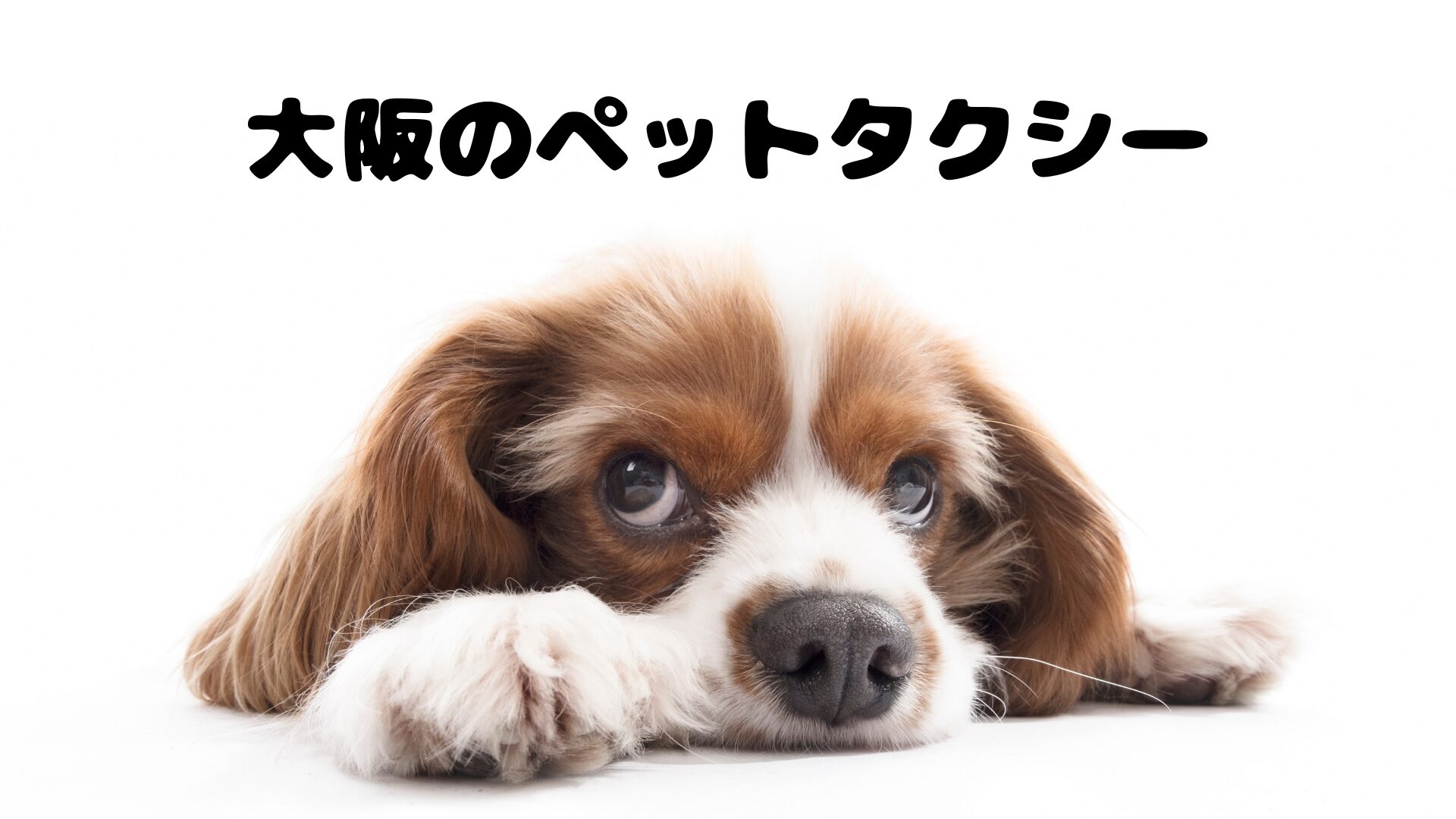 電話したらすぐ来るせっかちな大阪のペットタクシー【34選】