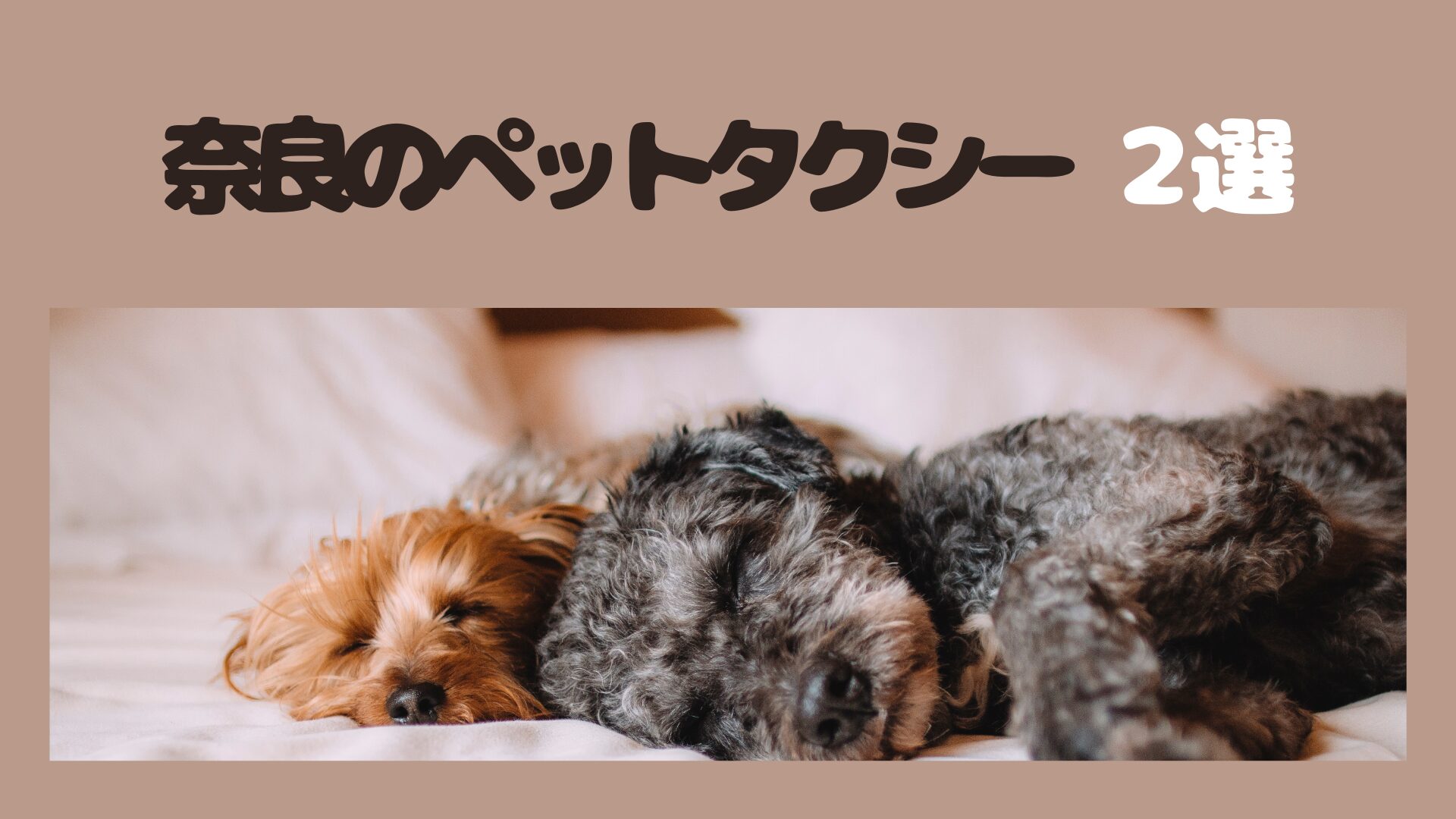 奈良のおすすめのペットタクシー