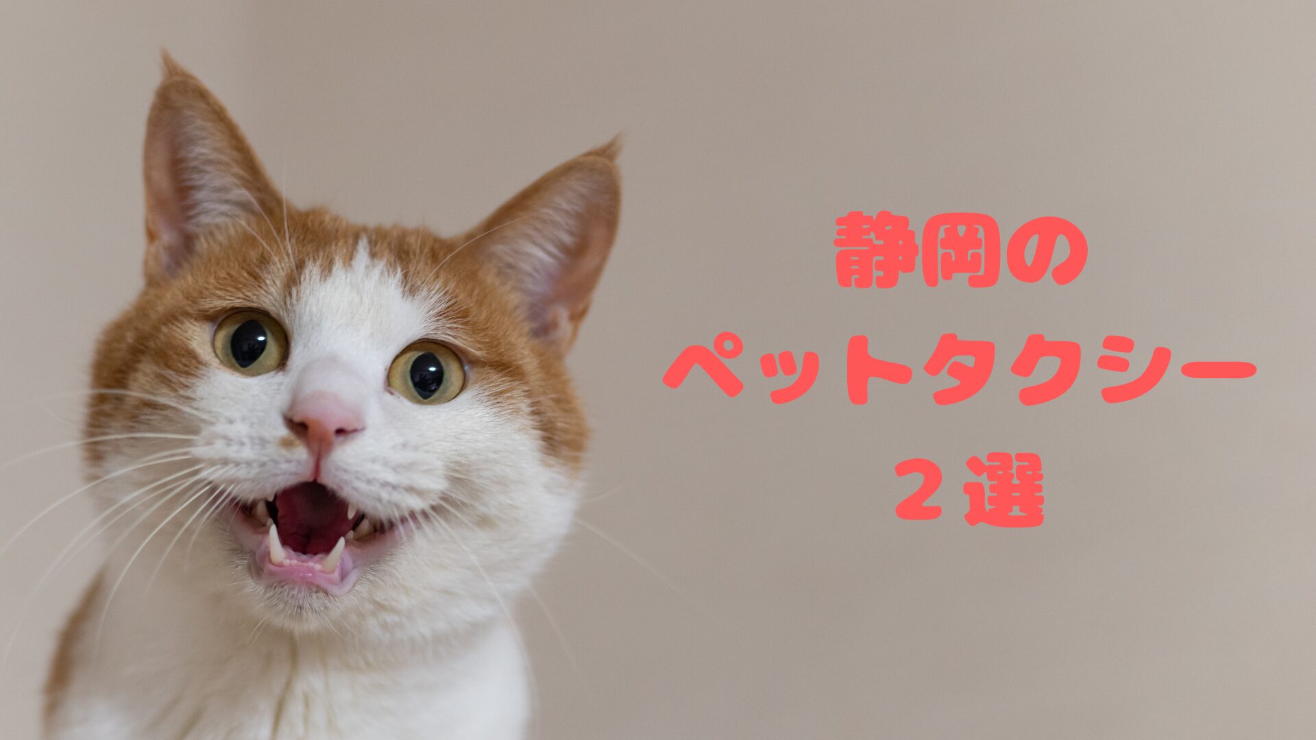 静岡のおすすめのペットタクシー