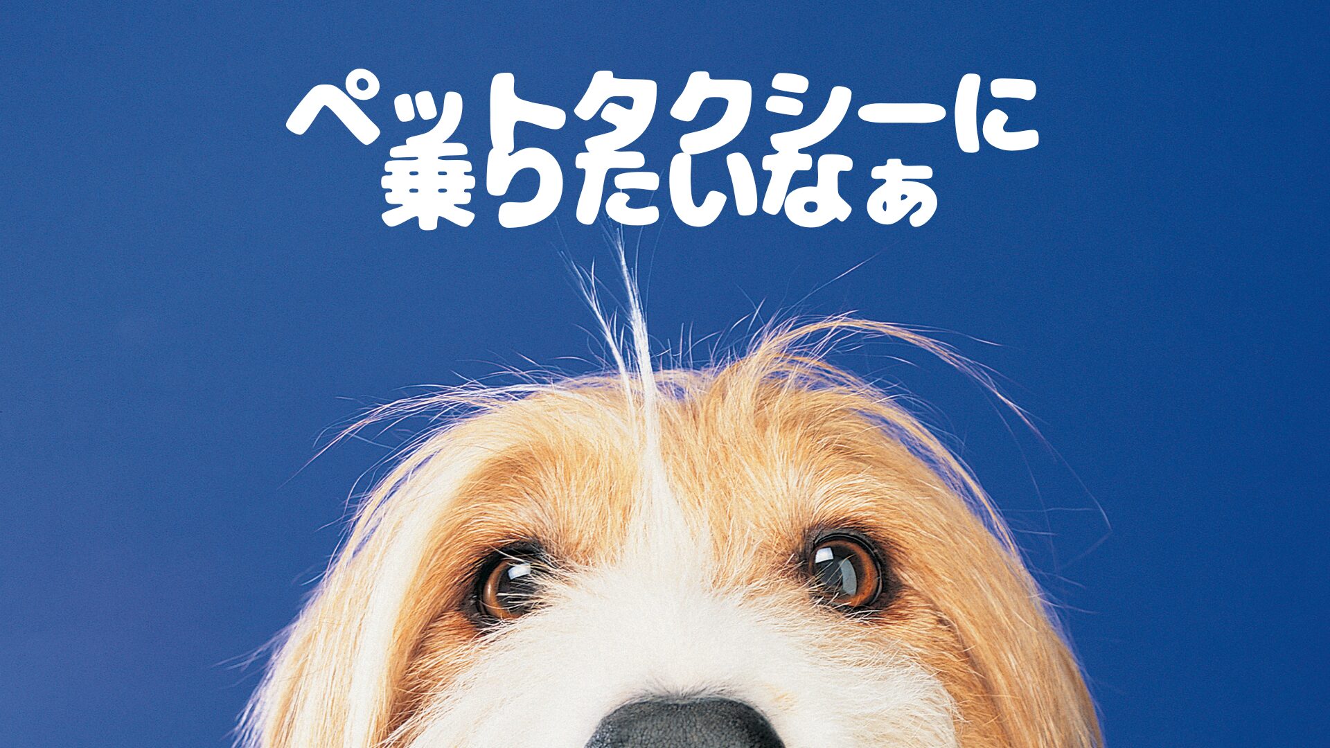 高知のおすすめのペットタクシー